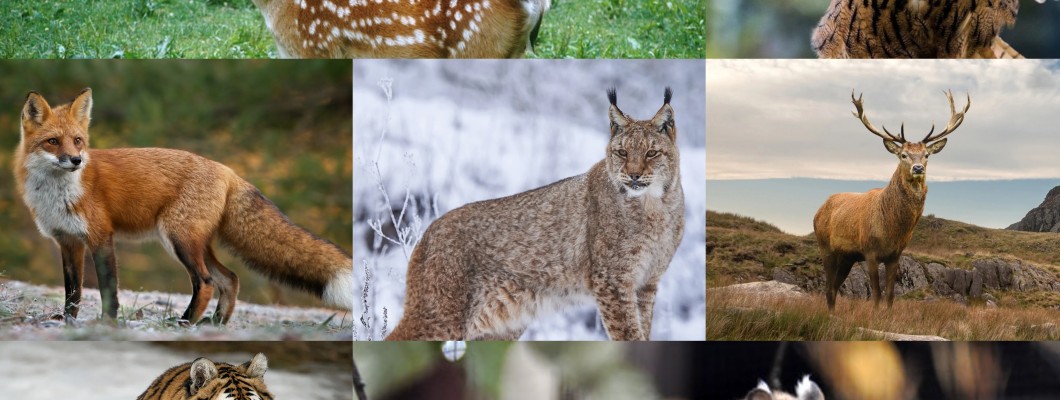 Kore Yarımadası'nda Yaşayan Hayvanlar
