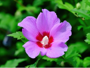 Kore'nin Ulusal Çiçeği: Mugunghwa (Hatmi Çiçeği)